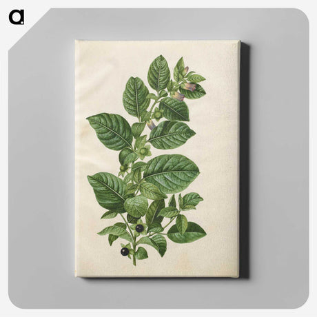 1-75_Maria-Sibylla-Merian_canvas