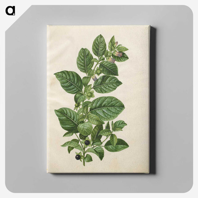 1-75_Maria-Sibylla-Merian_canvas