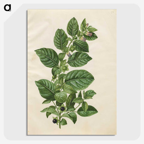 1-75_Maria-Sibylla-Merian_picture-crop