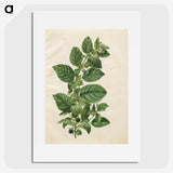 1-75_Maria-Sibylla-Merian_picture