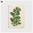 1-75_Maria-Sibylla-Merian_postcard