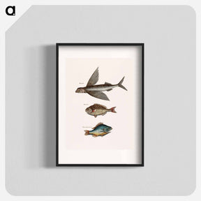 アートポスター-Flying Fish, Rudder Fish, and Perch
 - マーク ケイツビー Poster.