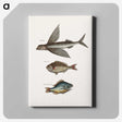 1-75_Mark-Catesby_canvas