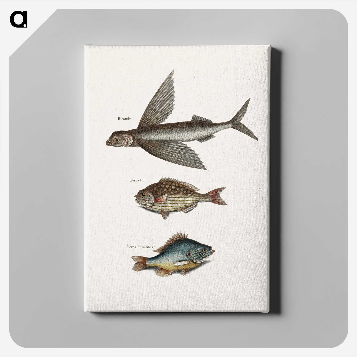 1-75_Mark-Catesby_canvas