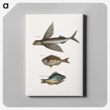 1-75_Mark-Catesby_canvas
