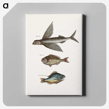 1-75_Mark-Catesby_canvas