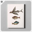 アートパネル-Flying Fish, Rudder Fish, and Perch
 - マーク ケイツビー Canvas.