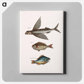 アートパネル-Flying Fish, Rudder Fish, and Perch
 - マーク ケイツビー Canvas.