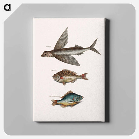 アートパネル-Flying Fish, Rudder Fish, and Perch
 - マーク ケイツビー Canvas.