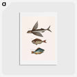 アートポストカード-Flying Fish, Rudder Fish, and Perch
 - マーク ケイツビー Postcard.