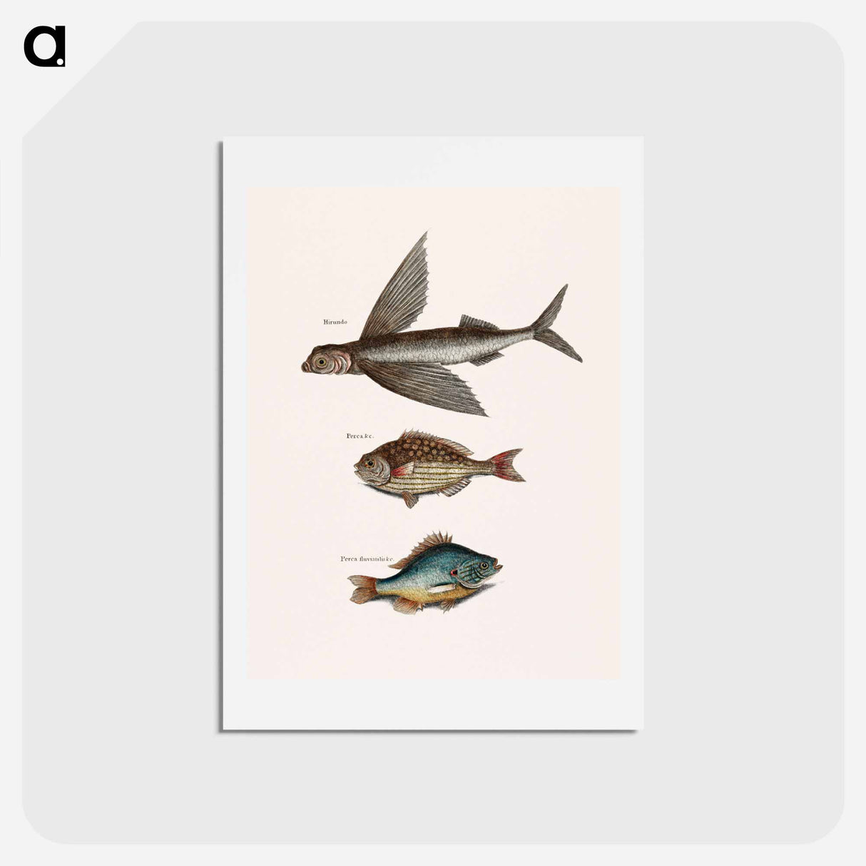 アートポストカード-Flying Fish, Rudder Fish, and Perch
 - マーク ケイツビー Postcard.