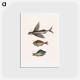 アートポストカード-Flying Fish, Rudder Fish, and Perch
 - マーク ケイツビー Postcard.