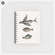 1-75_Mark-Catesby_memo