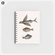 アートメモ帳-Flying Fish, Rudder Fish, and Perch
 - マーク ケイツビー Memo.