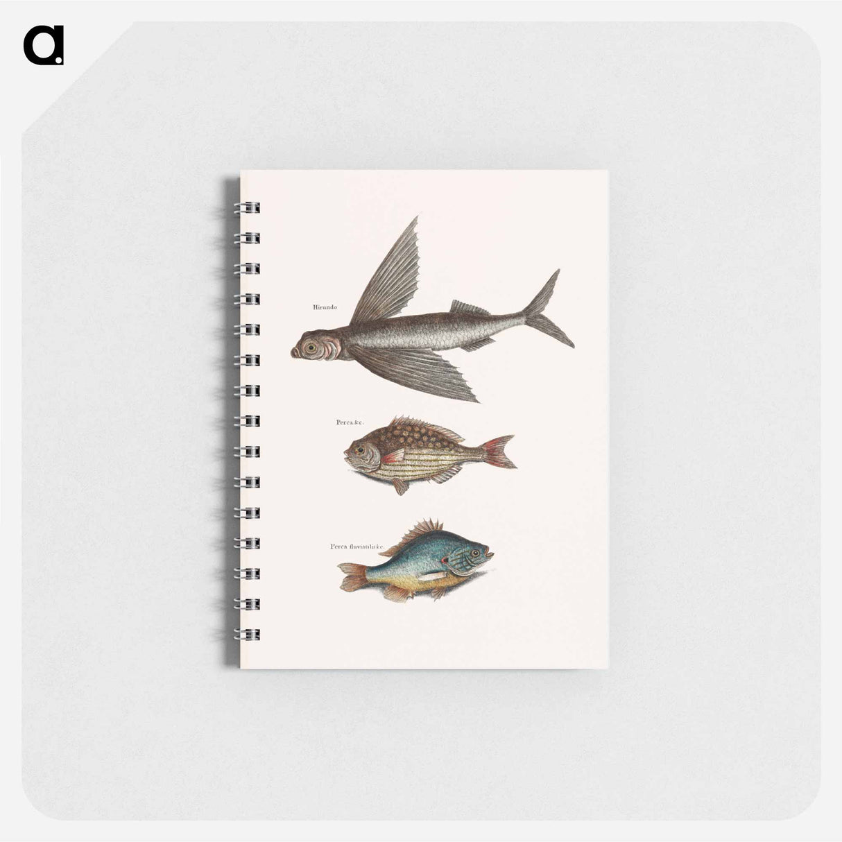 アートメモ帳-Flying Fish, Rudder Fish, and Perch
 - マーク ケイツビー Memo.
