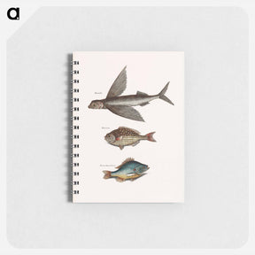 アートメモ帳-Flying Fish, Rudder Fish, and Perch
 - マーク ケイツビー Memo.