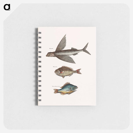 アートメモ帳-Flying Fish, Rudder Fish, and Perch
 - マーク ケイツビー Memo.