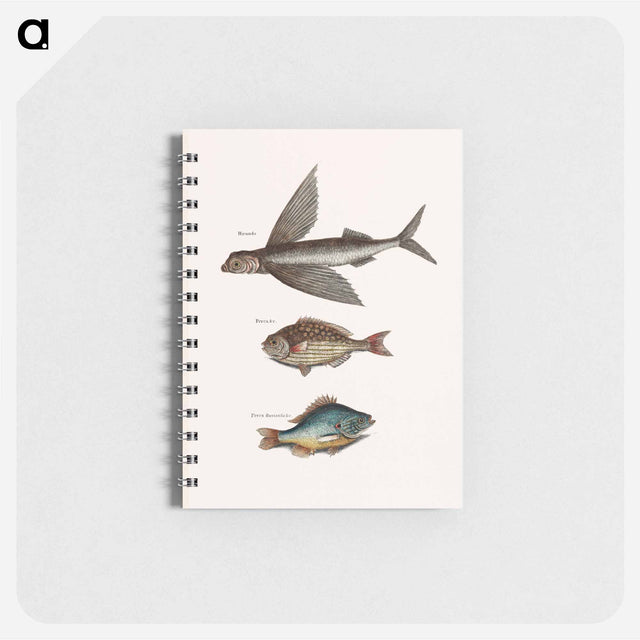 アートメモ帳-Flying Fish, Rudder Fish, and Perch
 - マーク ケイツビー Memo.