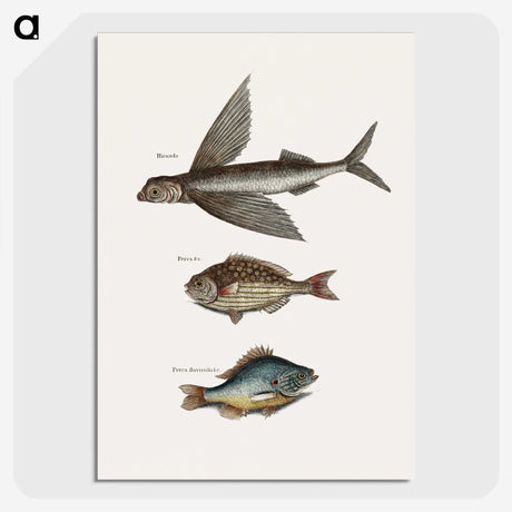 1-75_Mark-Catesby_picture-crop