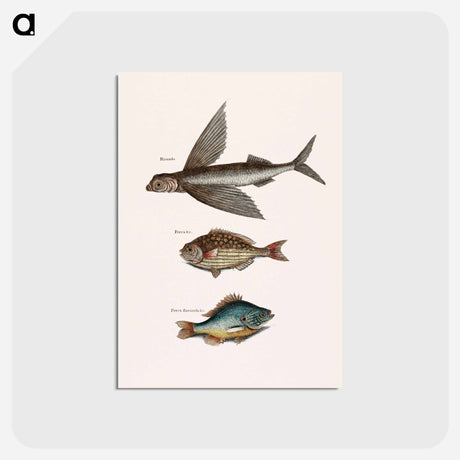 アートポストカード-Flying Fish, Rudder Fish, and Perch
 - マーク ケイツビー Postcard.