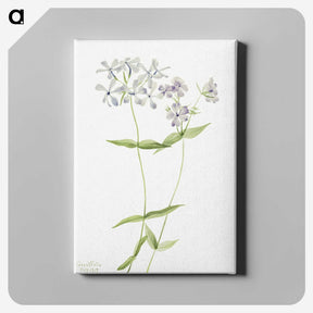 1-75_Mary-Vaux-Walcott_canvas