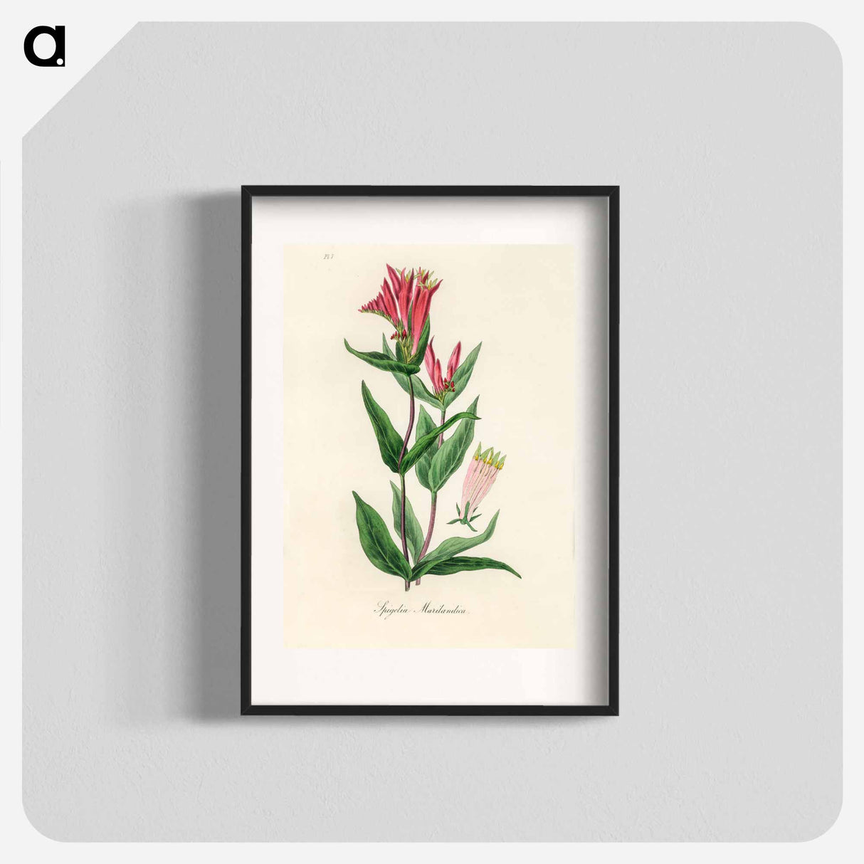 アートポスター-Woodland Pinkroot Illustration
 - 薬用植物学 Poster.