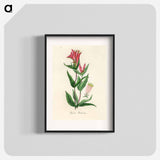 アートポスター-Woodland Pinkroot Illustration
 - 薬用植物学 Poster.