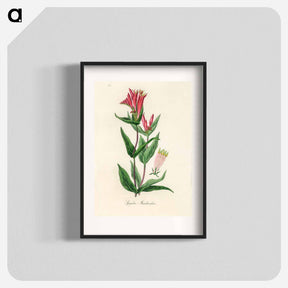 アートポスター-Woodland Pinkroot Illustration
 - 薬用植物学 Poster.