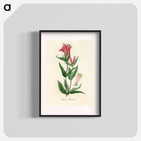 アートポスター-Woodland Pinkroot Illustration
 - 薬用植物学 Poster.