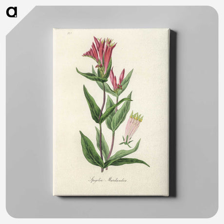1-75_Medical-Botany_canvas