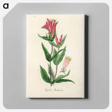 アートパネル-Woodland Pinkroot Illustration
 - 薬用植物学 Canvas.