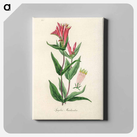 アートパネル-Woodland Pinkroot Illustration
 - 薬用植物学 Canvas.