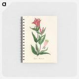 アートメモ帳-Woodland Pinkroot Illustration
 - 薬用植物学 Memo.