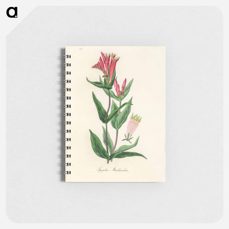 アートメモ帳-Woodland Pinkroot Illustration
 - 薬用植物学 Memo.