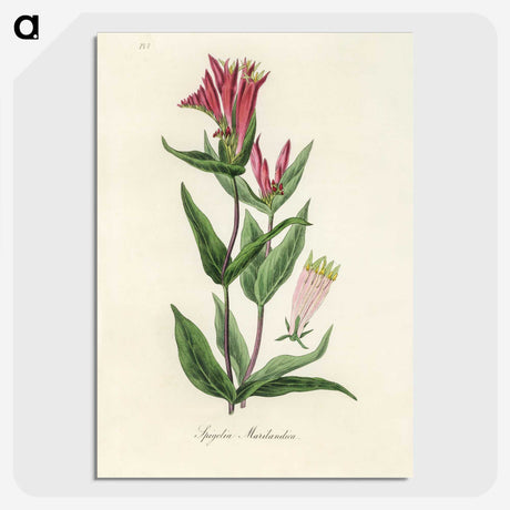 1-75_Medical-Botany_picture-crop