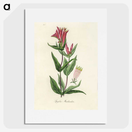 1-75_Medical-Botany_picture