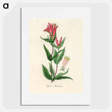 アートポスター-Woodland Pinkroot Illustration
 - 薬用植物学 Poster.