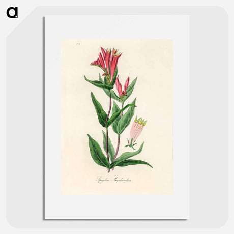 アートポスター-Woodland Pinkroot Illustration
 - 薬用植物学 Poster.