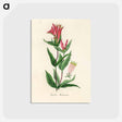アートポストカード-Woodland Pinkroot Illustration
 - 薬用植物学 Postcard.