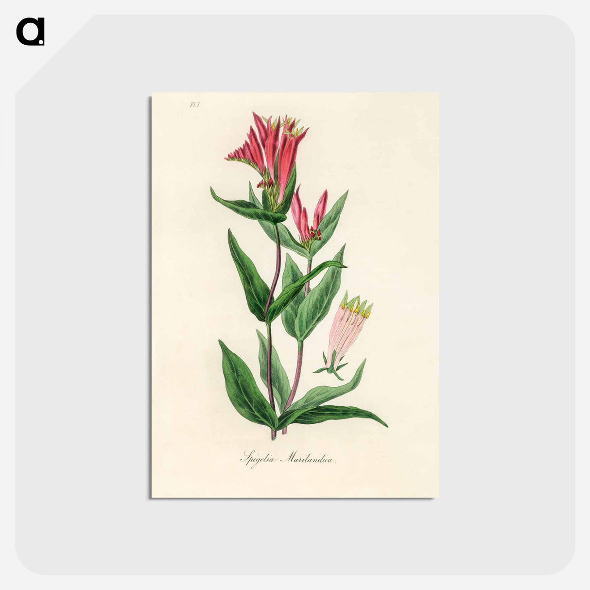 アートポストカード-Woodland Pinkroot Illustration
 - 薬用植物学 Postcard.