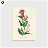 アートポストカード-Woodland Pinkroot Illustration
 - 薬用植物学 Postcard.