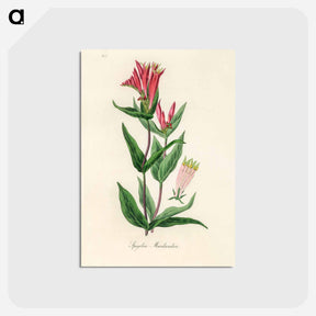 アートポストカード-Woodland Pinkroot Illustration
 - 薬用植物学 Postcard.