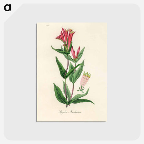 アートポストカード-Woodland Pinkroot Illustration
 - 薬用植物学 Postcard.