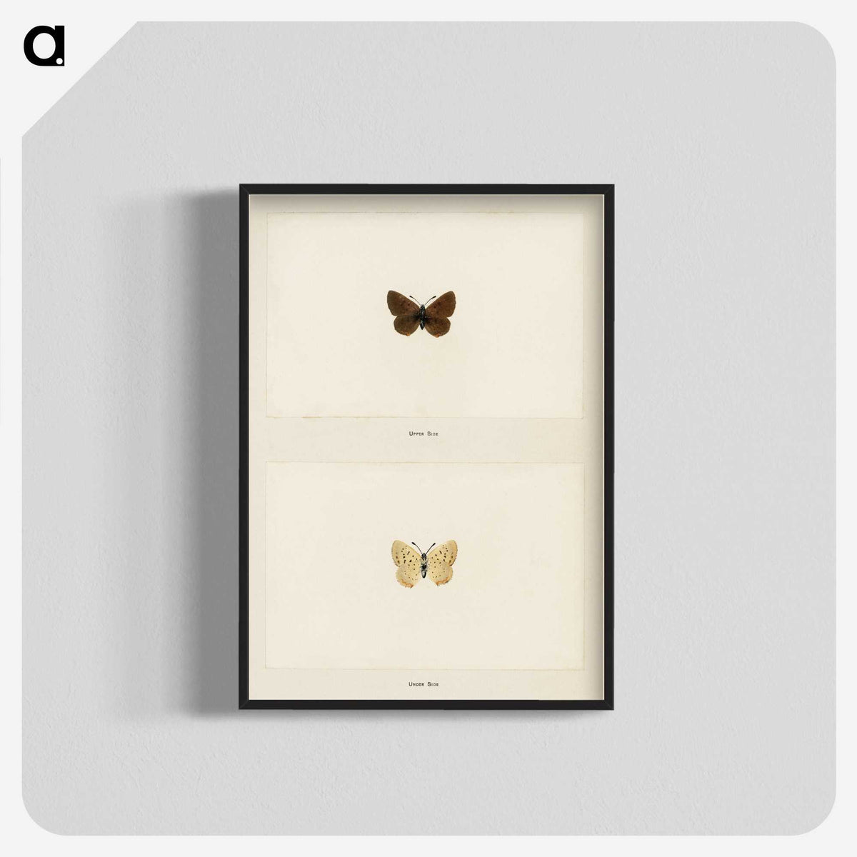 1-75_Moths-and-Butterflies-of-the-United-States_blk-crop