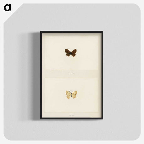 1-75_Moths-and-Butterflies-of-the-United-States_blk-crop