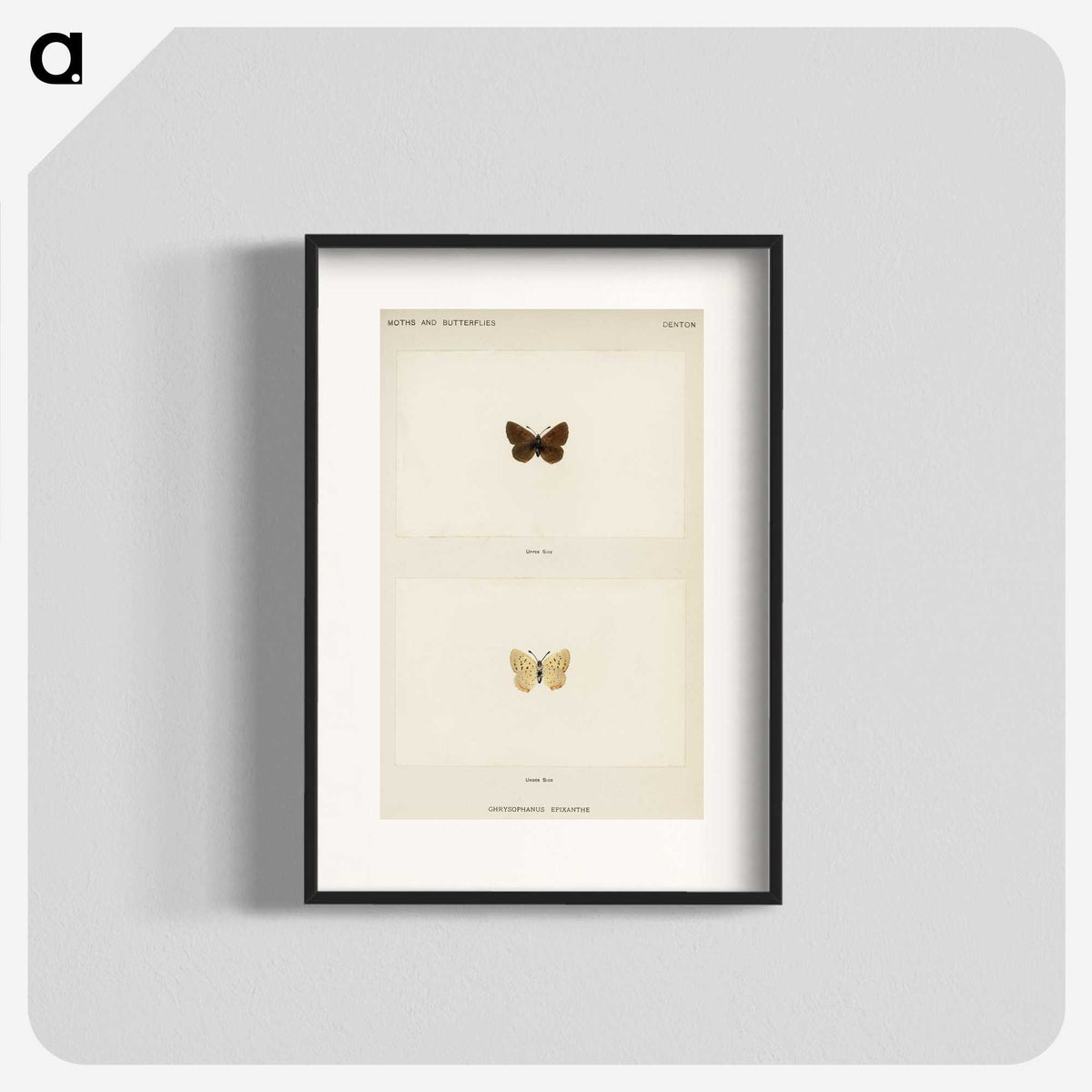 1-75_Moths-and-Butterflies-of-the-United-States_blk