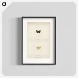 1-75_Moths-and-Butterflies-of-the-United-States_blk