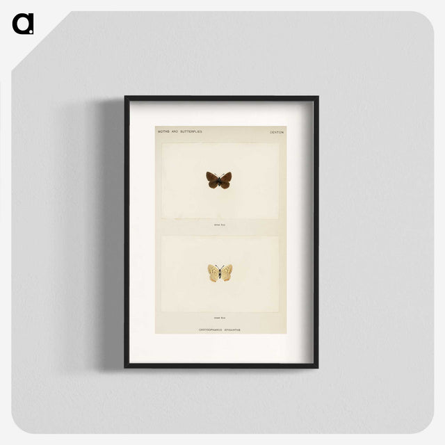1-75_Moths-and-Butterflies-of-the-United-States_blk