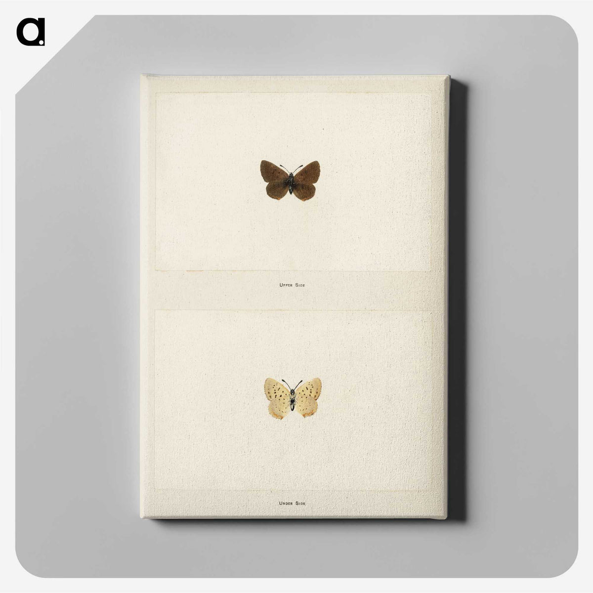 1-75_Moths-and-Butterflies-of-the-United-States_canvas