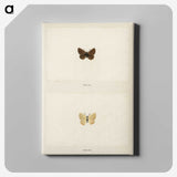 1-75_Moths-and-Butterflies-of-the-United-States_canvas
